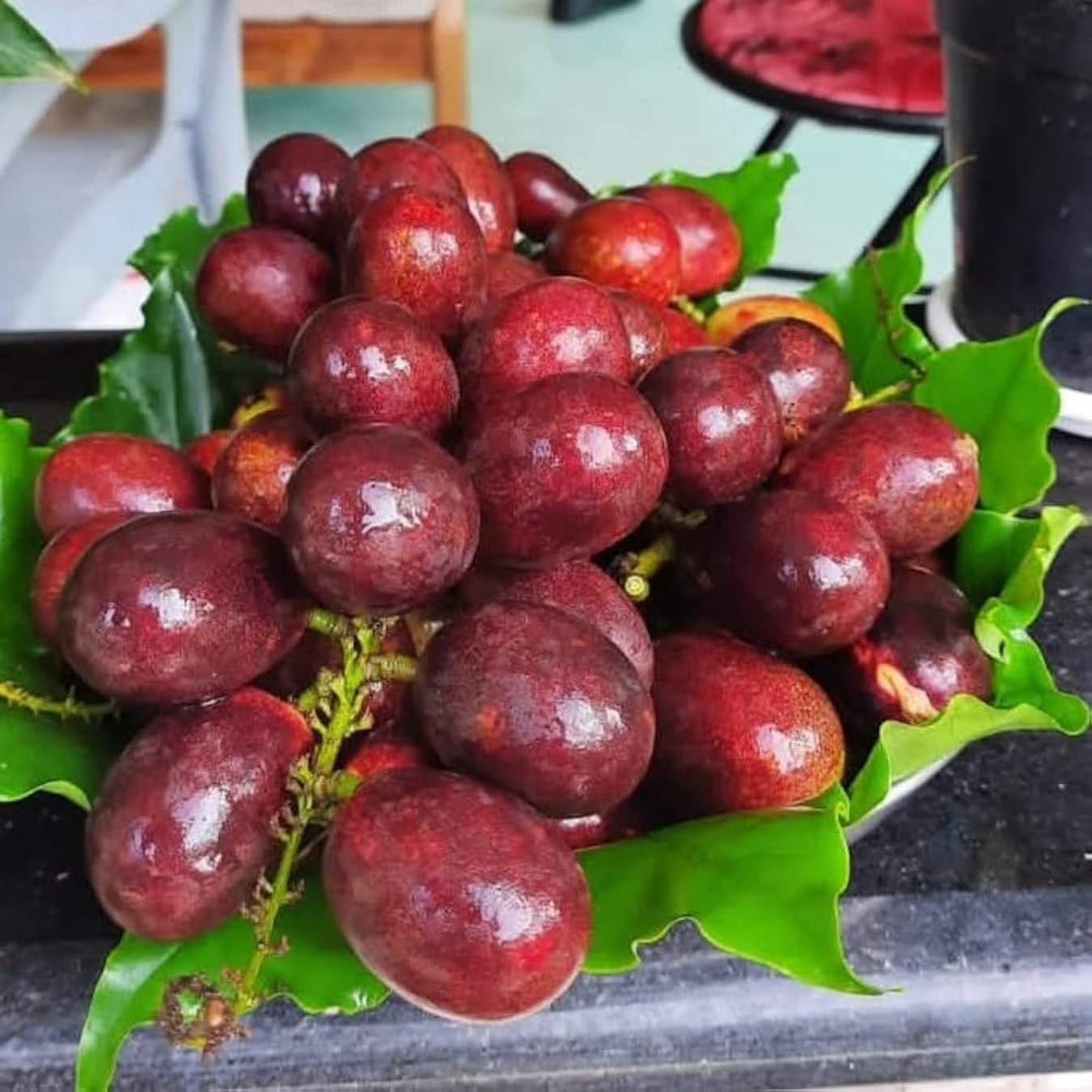 Red Matoa Fruit Plant