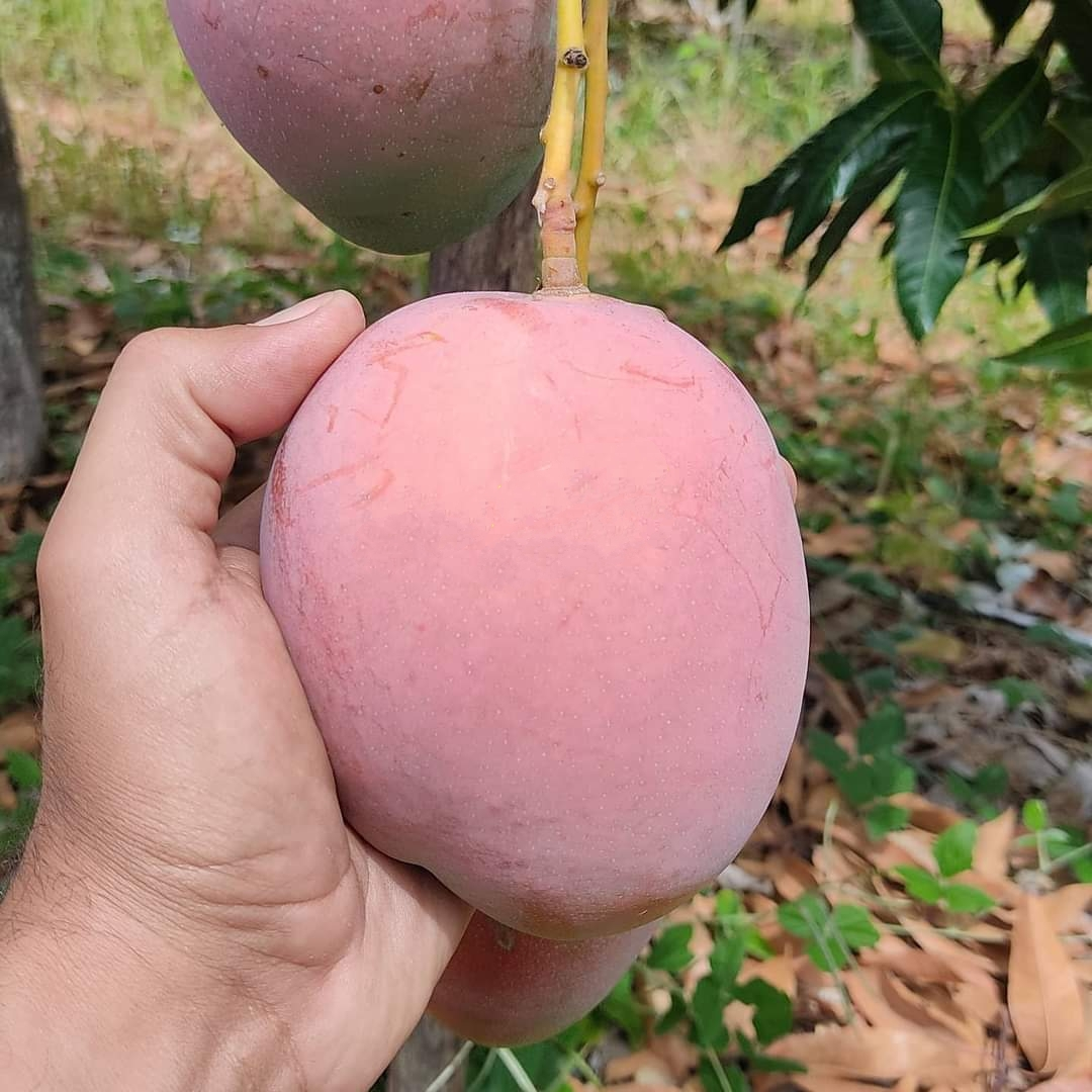 Maya Brazil Mango Fruit Plant