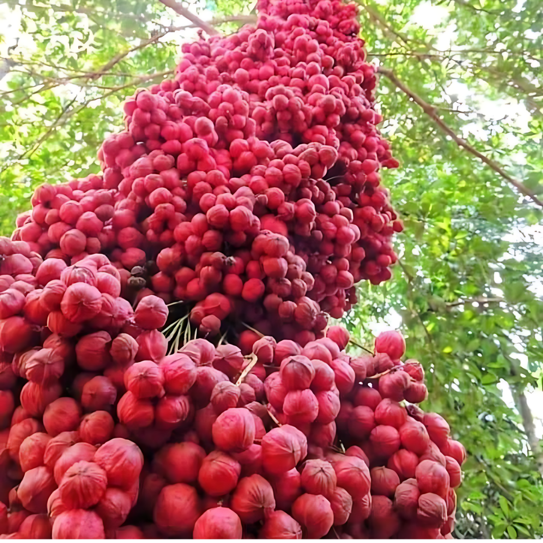 Red Mooty Fruit Plant