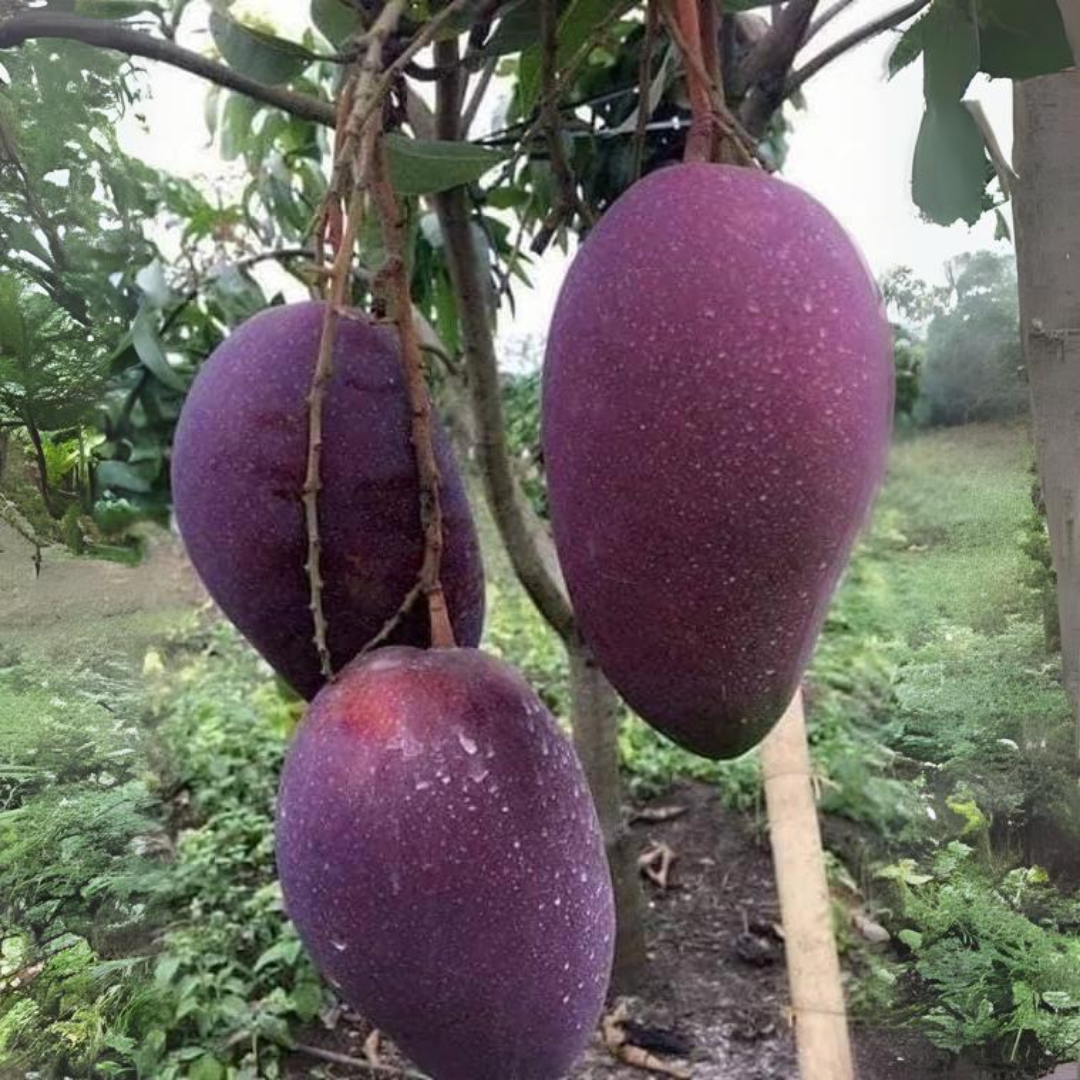 Purple Nam Doc Mai Mango Fruit Plant