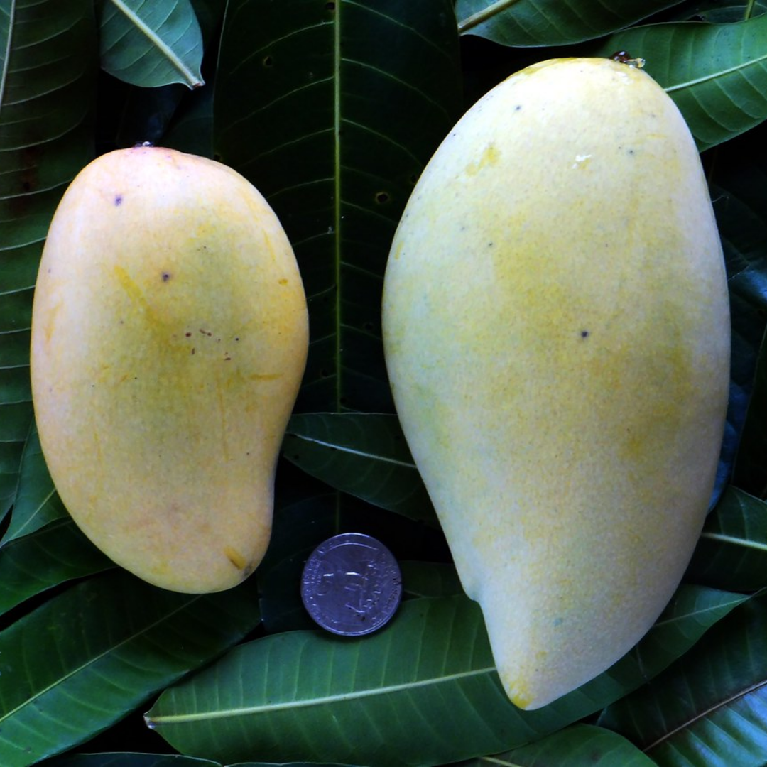 White Nam Doc Mai Mango Fruit Plant