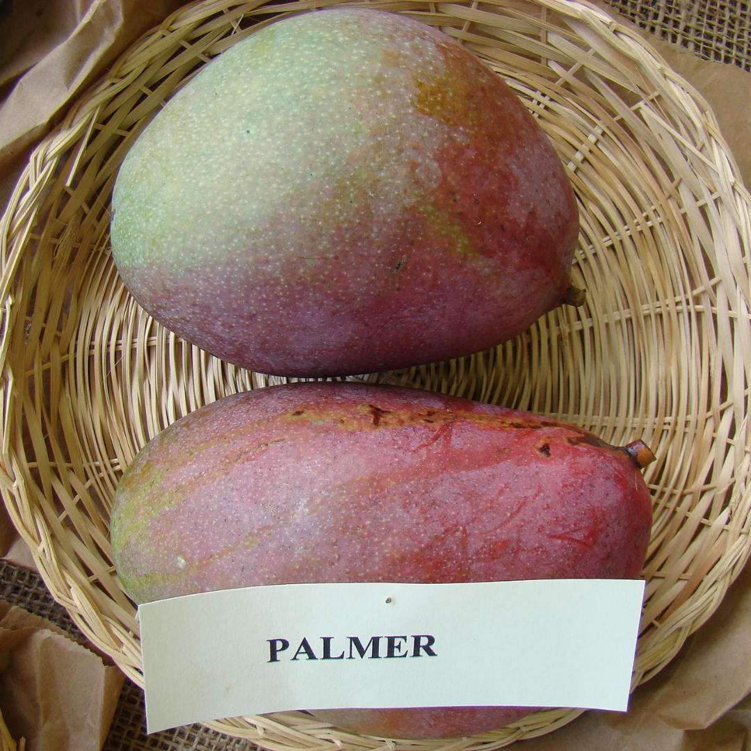 Red Palmer Mango Fruit Plant