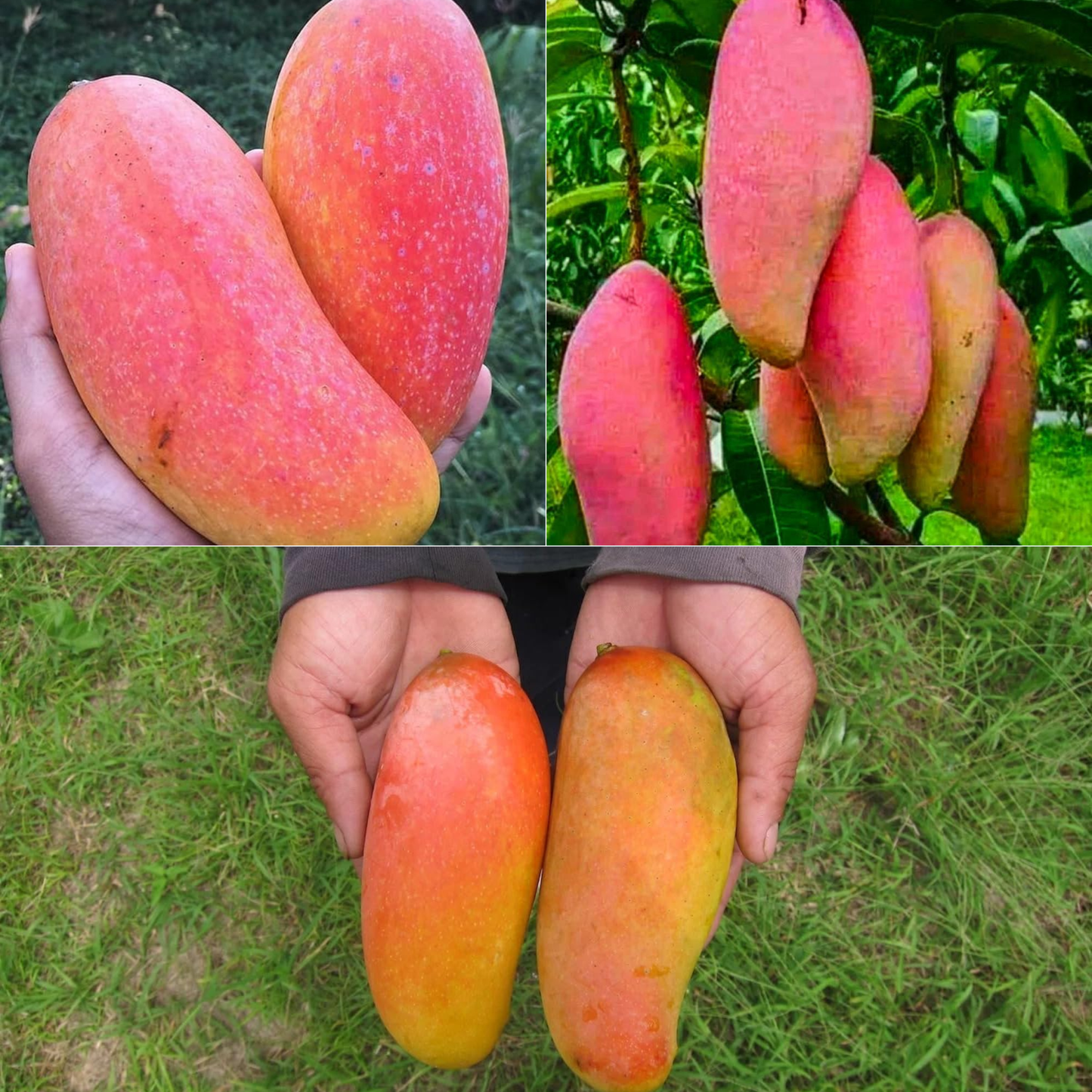 Pink Banana Mango Fruit Plant