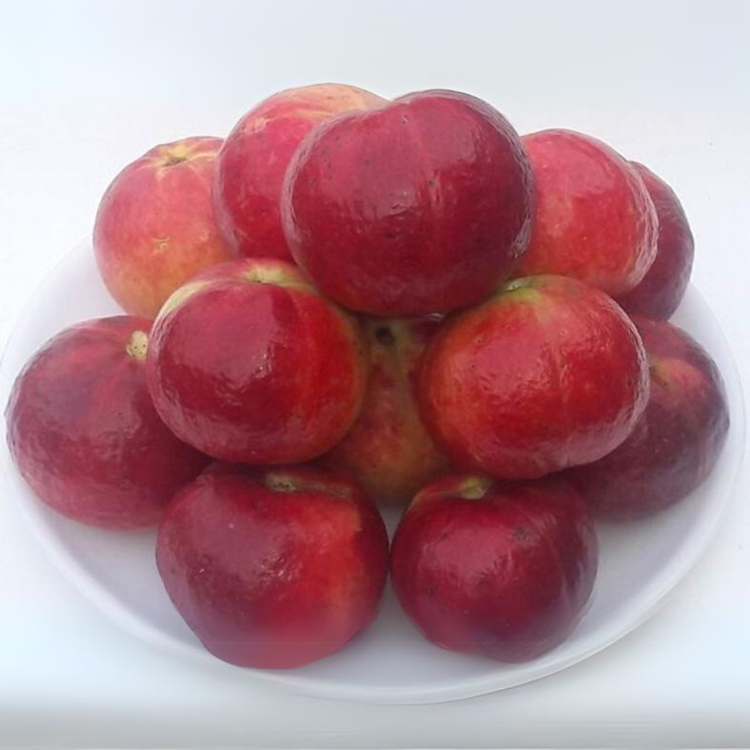 Punjab Red Apple Guava Fruit Plant