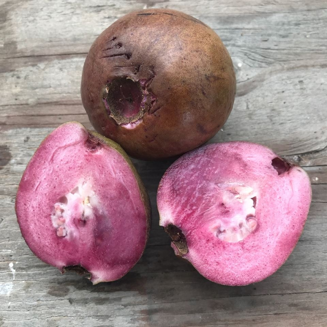 Purple Guava Fruit Plant