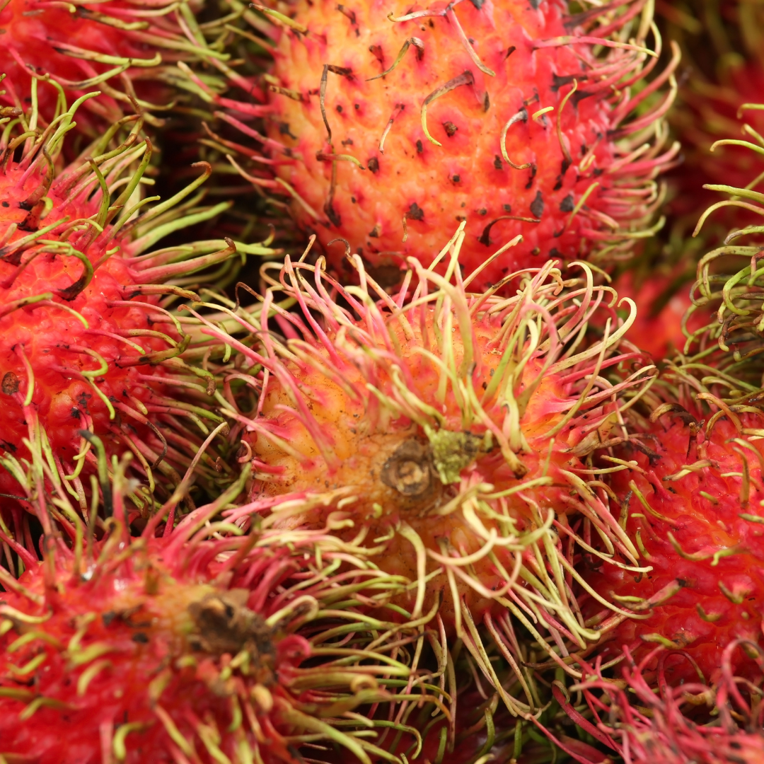 Jumbo KG10 Rambutan Fruit Plant