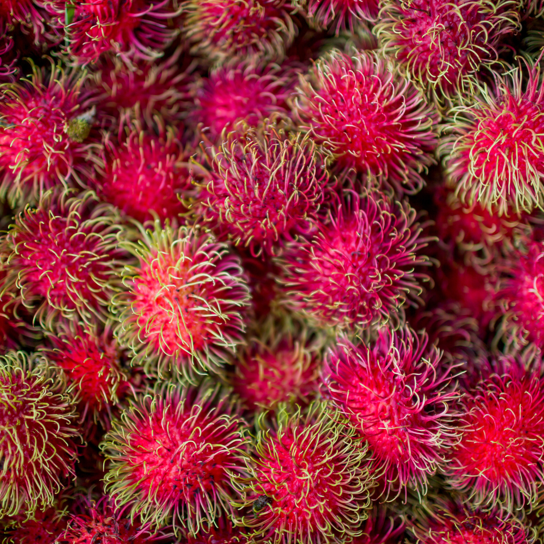 King Rambutan Fruit Plant