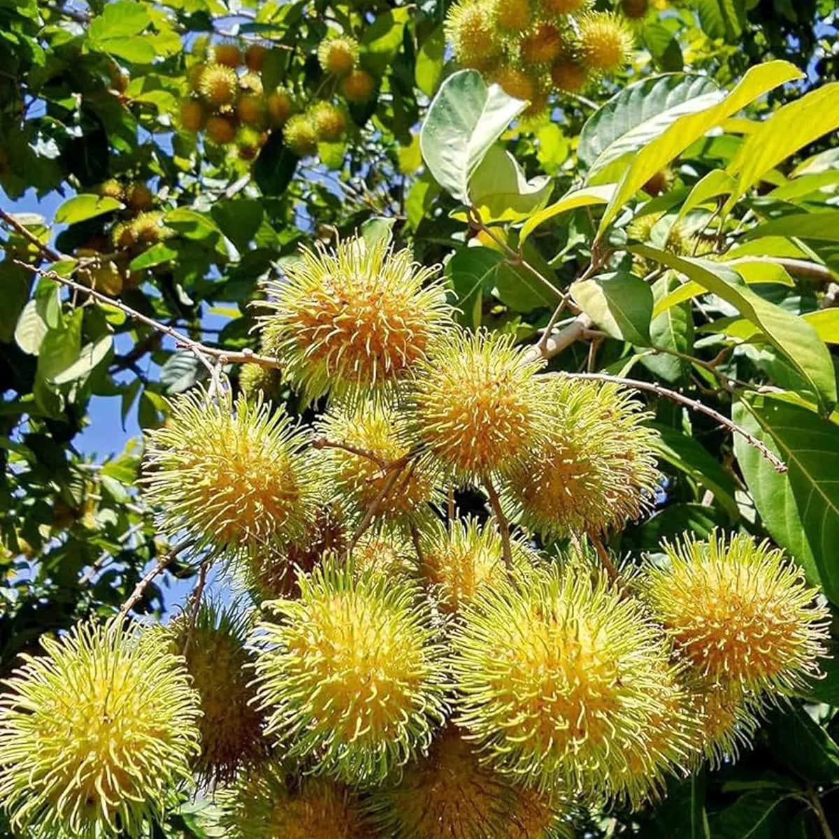 E35 Yellow Rambutan Fruit Plant