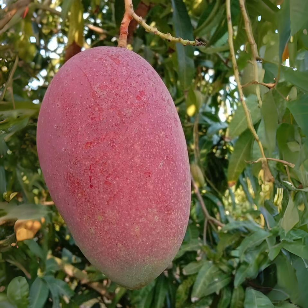 Red Emperor Mango Fruit Plant