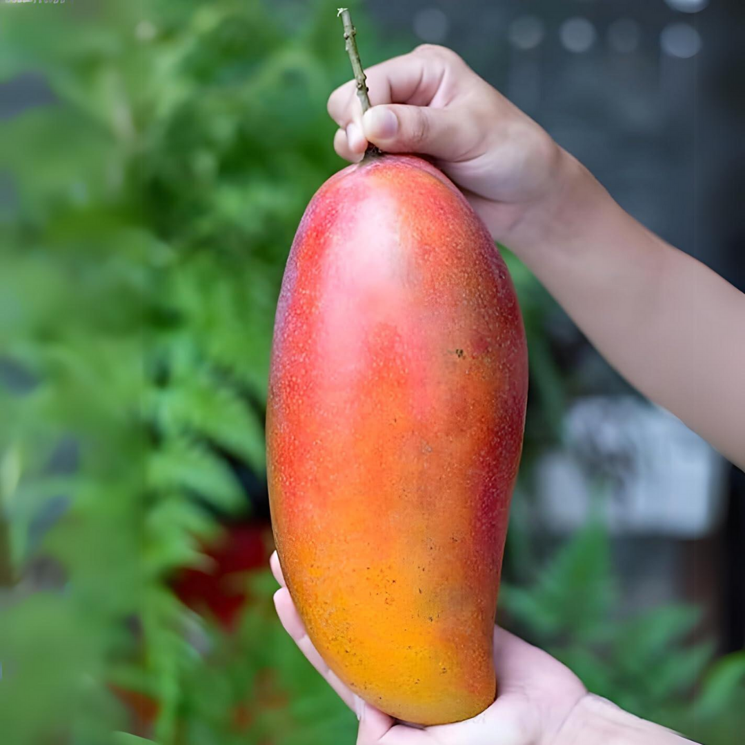 Red Ivory Mango Fruit Plant