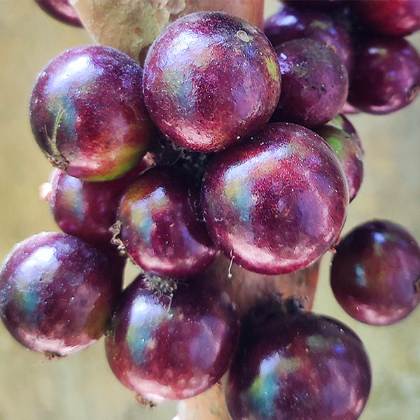 Red Hybrid Jaboticaba Fruit Plant