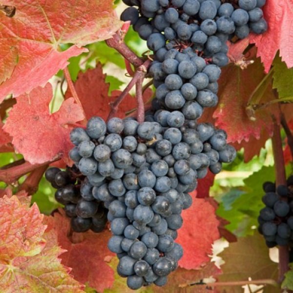 Regent Grape Vine Plant