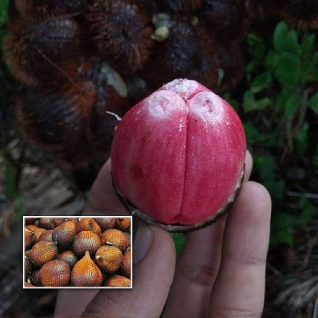 Red Salak Snake Fruit Plant