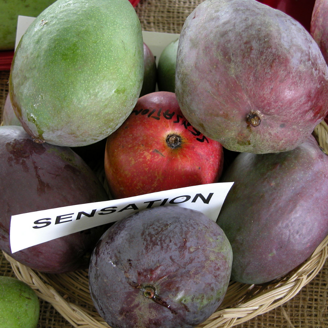 Sensation Mango Fruit Plant