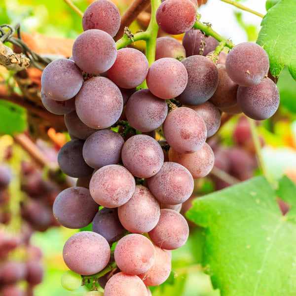 Supernova Grape Vine Plant