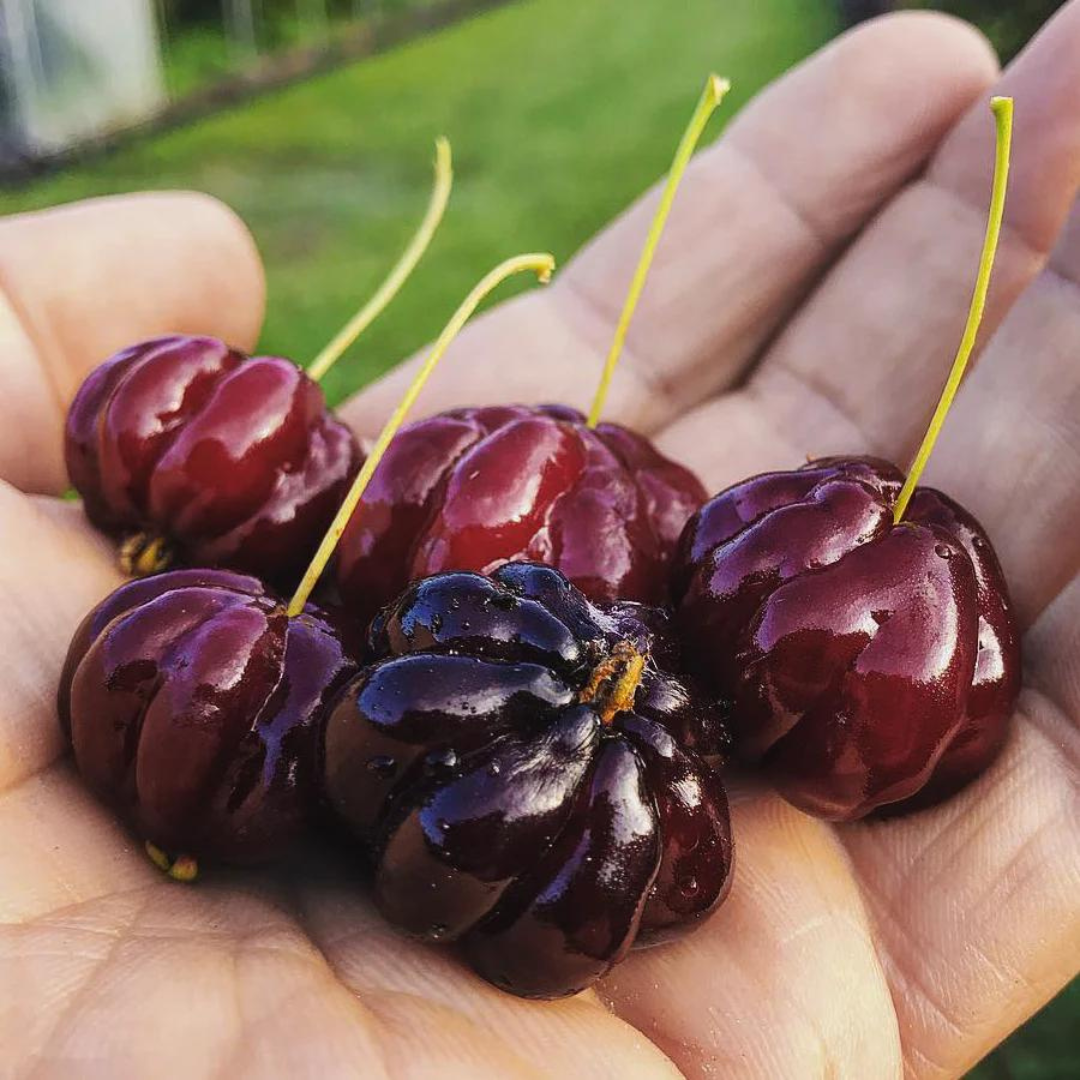 Black Surinam Cherry Fruit Plant