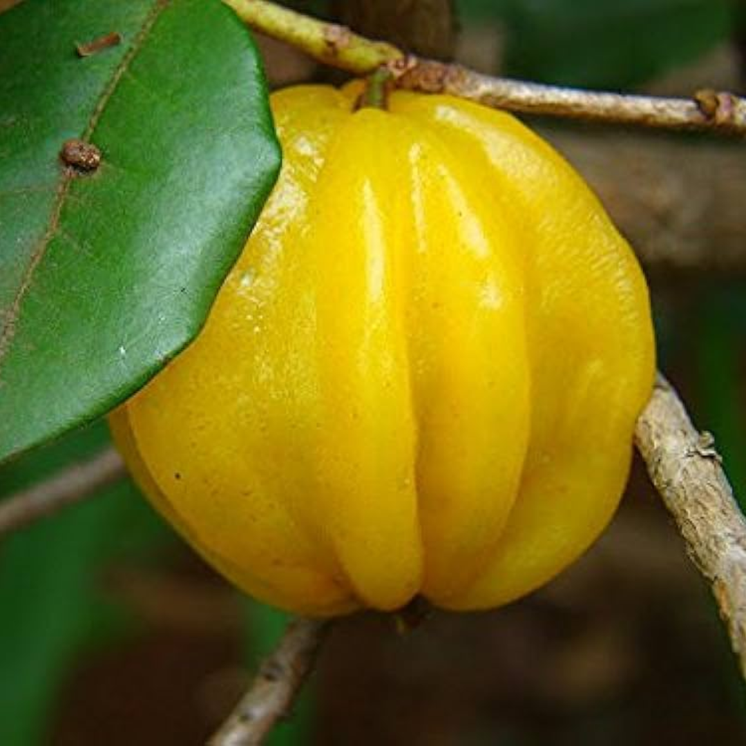 Yellow Surinam Cherry Fruit Plant
