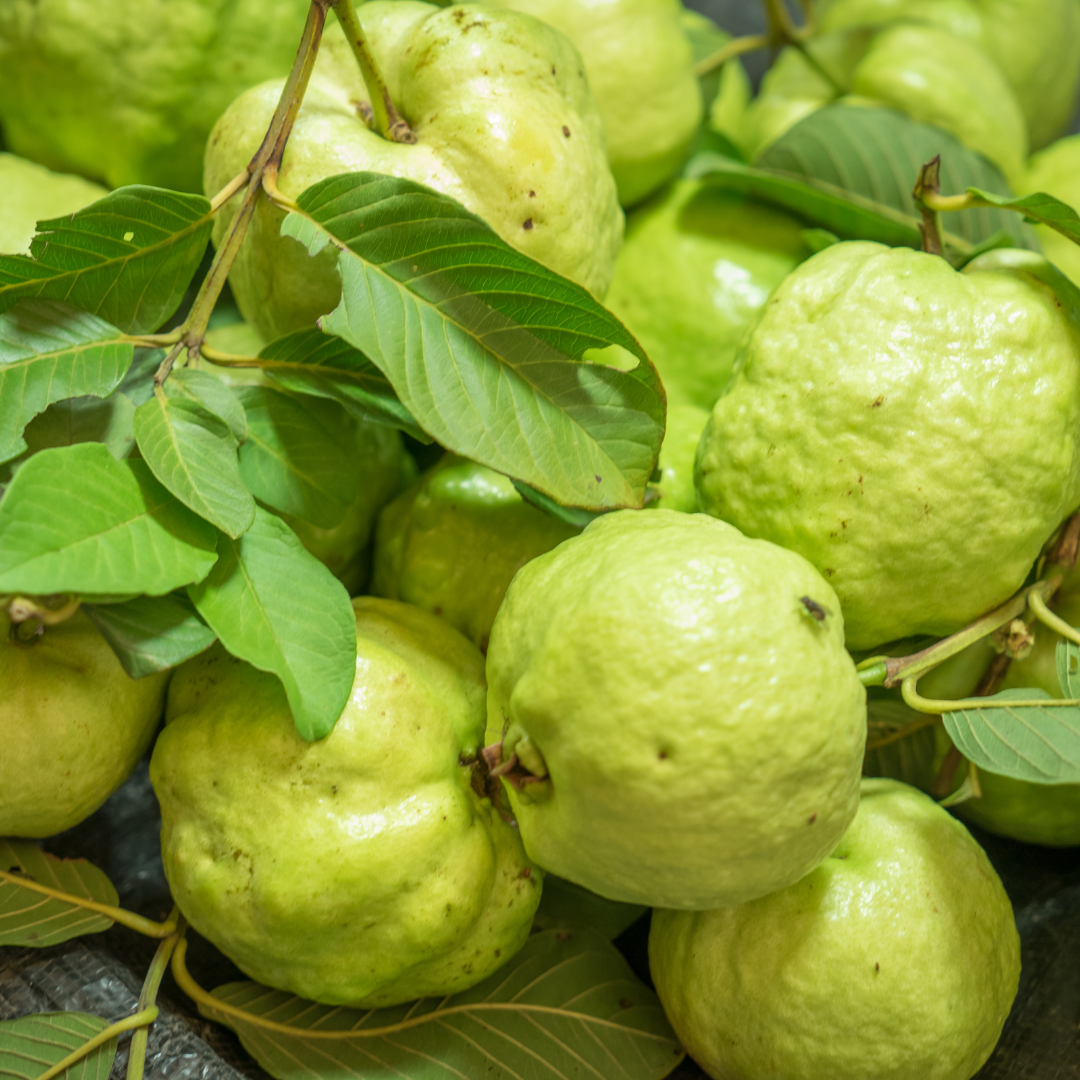 Thai 7 Guava Fruit Plant