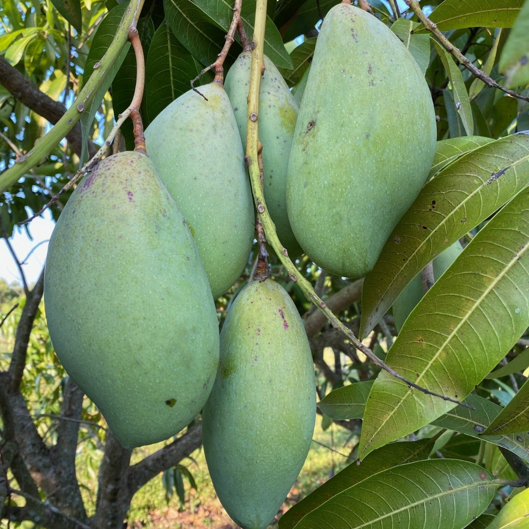 Totapuri Mango Fruit Plant