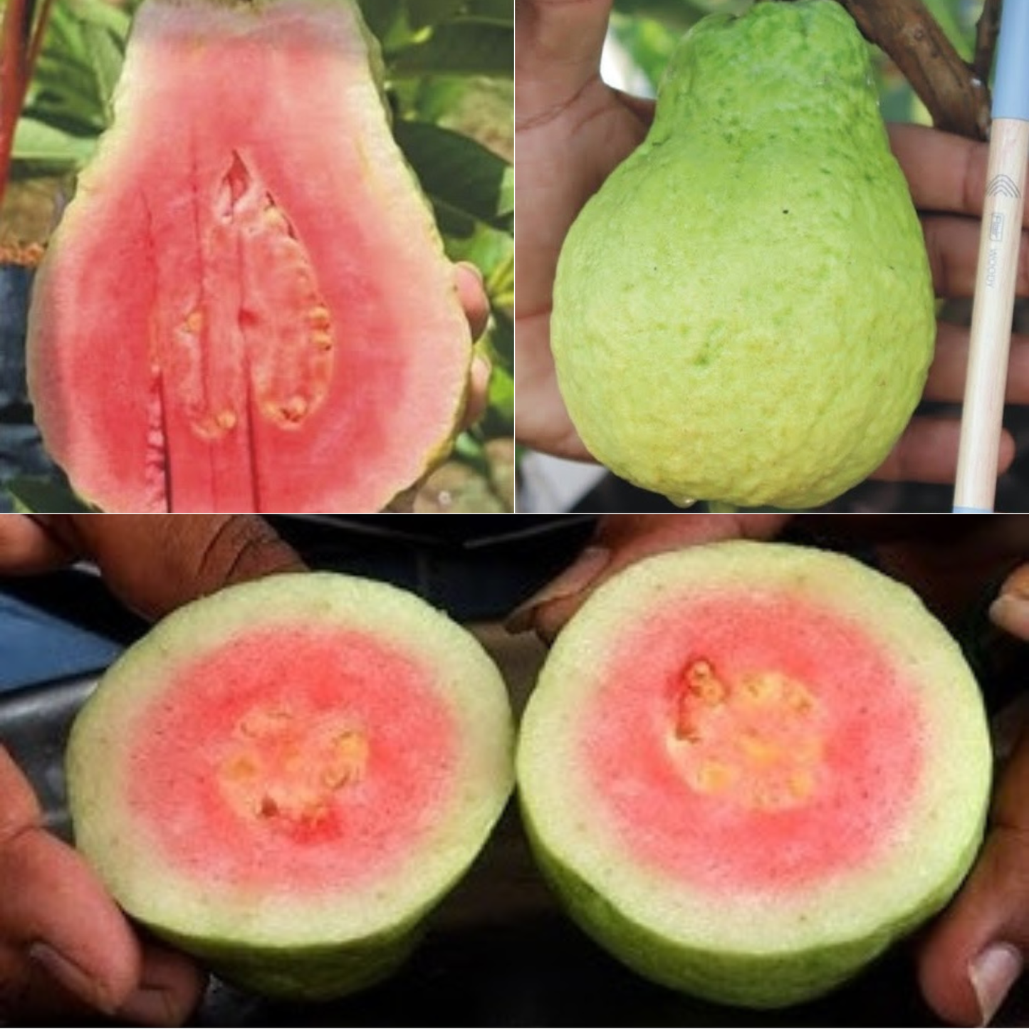 Jarvi Diamond 1 Guava Fruit Plant