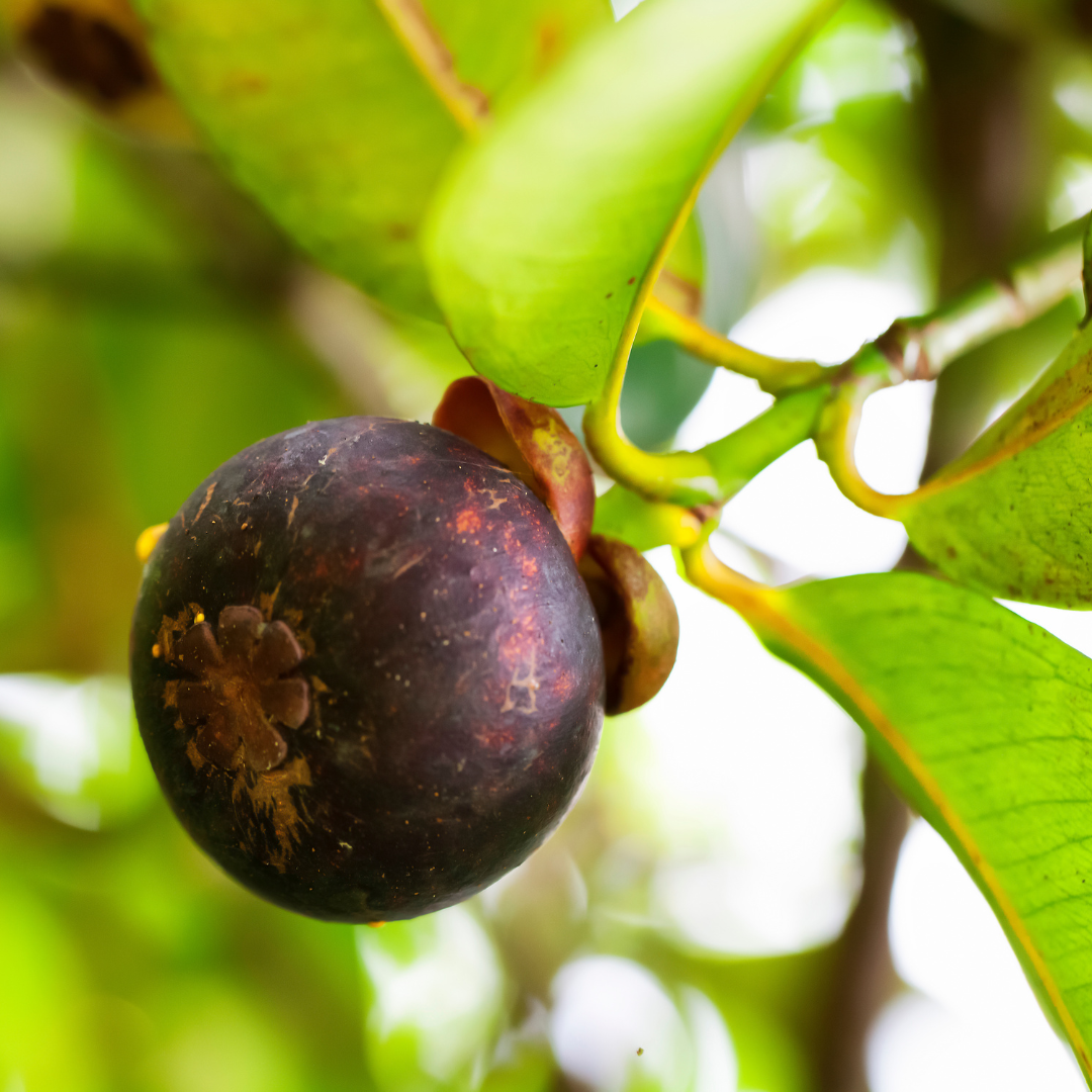 K100 Mangosteen Fruit Plant