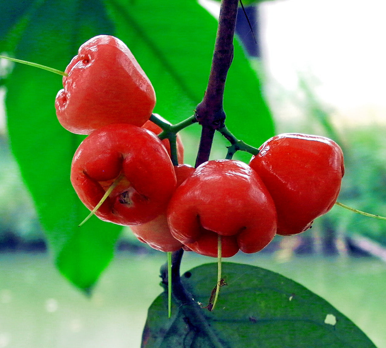 Rose Apple Champa Fruit Plant