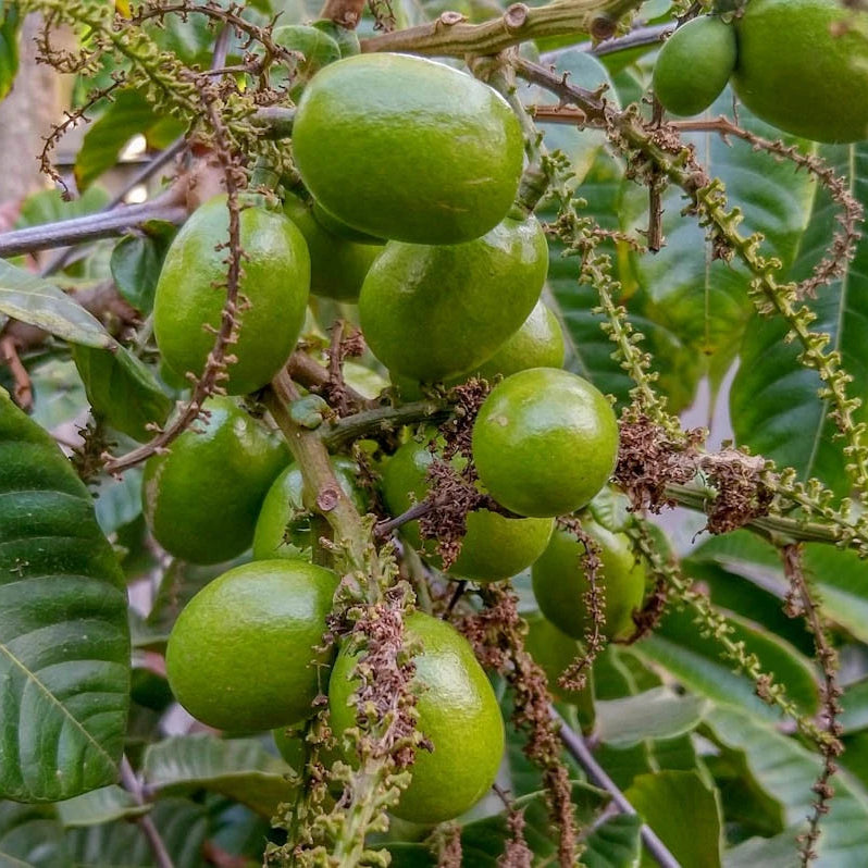 Purple Matoa Fruit Plant