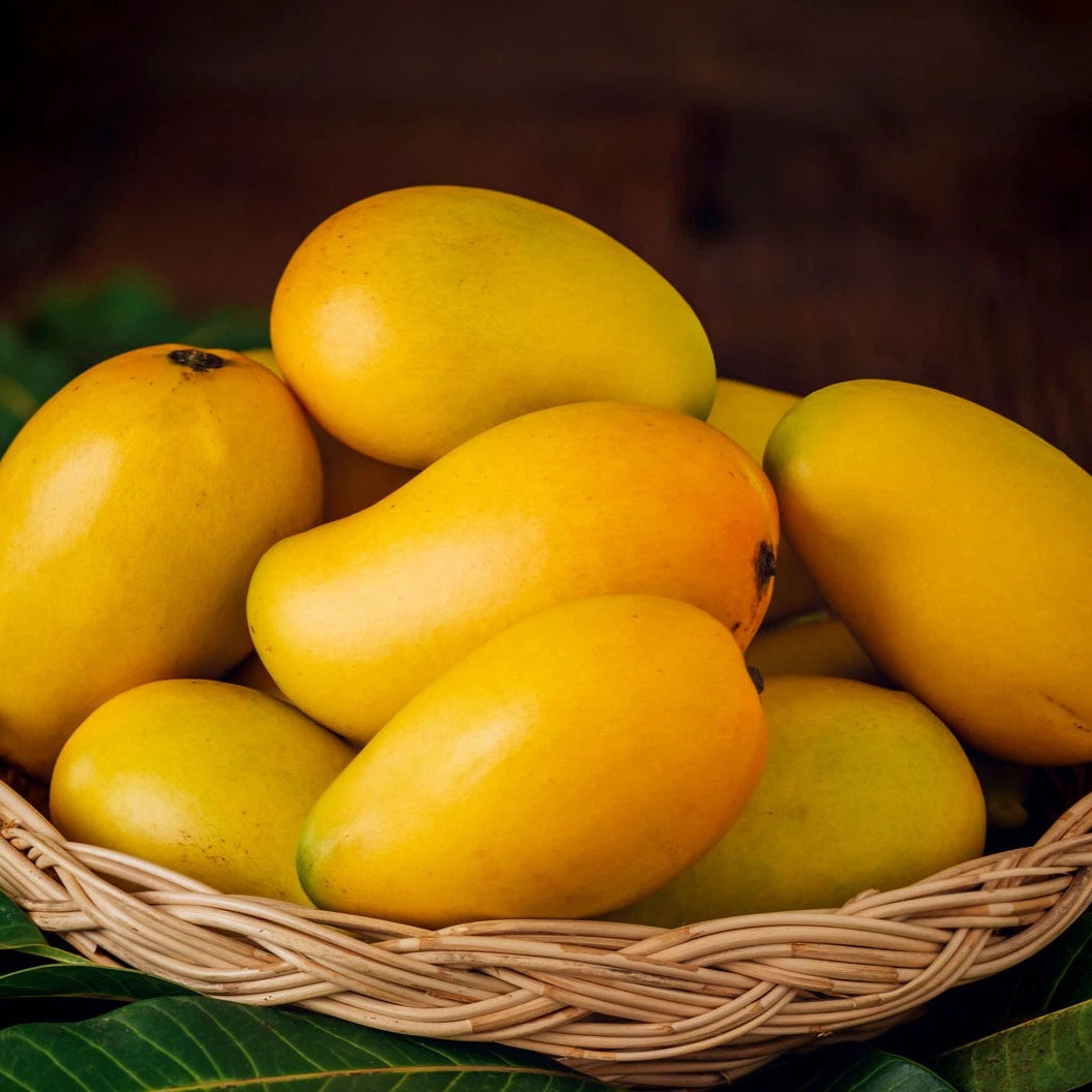 Jardalu Mango Fruit Plant