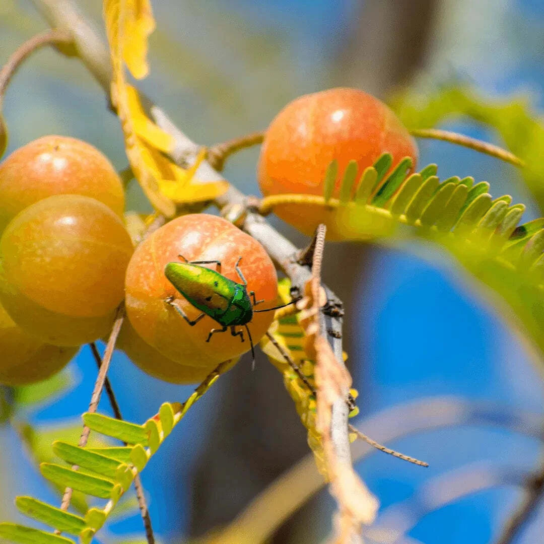 Red Gooseberry Amla Fruit Plant