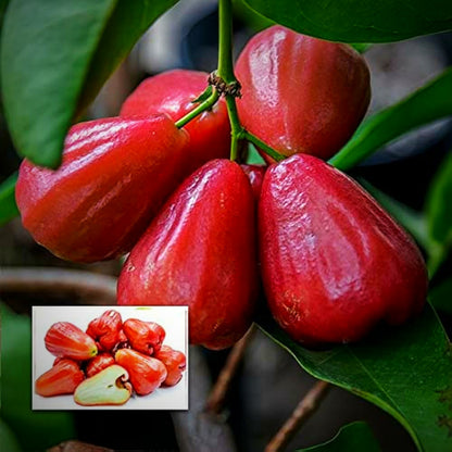 Ummer Champa Sweet Bell Apple Fruit Plant