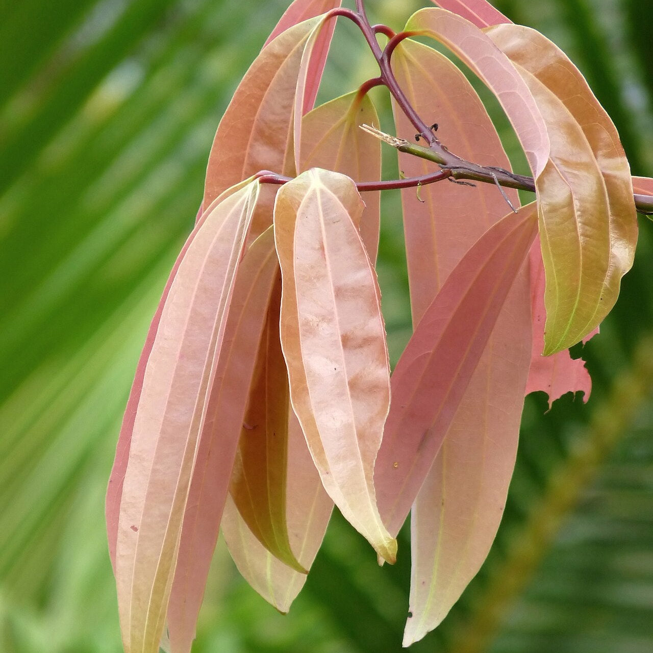 Vazhana Malabar Cinnamon Spice Plant