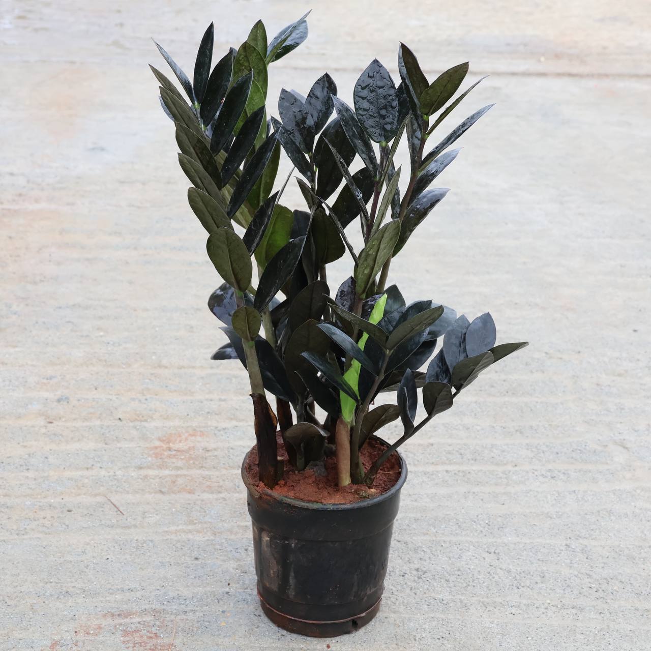 Black ZZ Indoor Plant