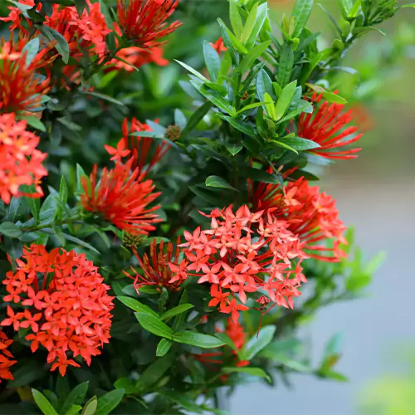 Red Ixora Flower Plant