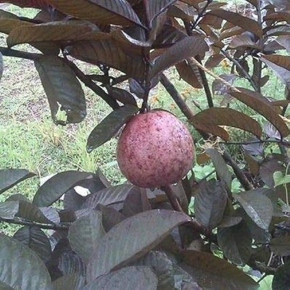 Malaysian Red Guava Fruit Plant