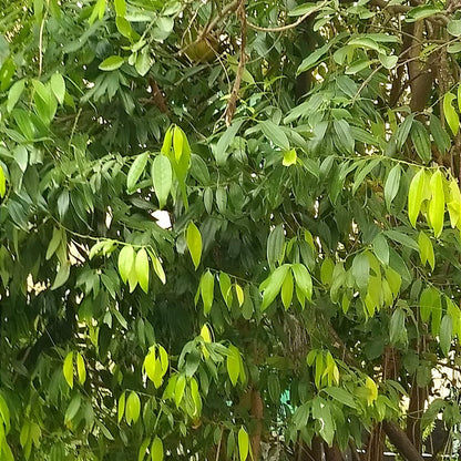Bay Leaf Tej Patta Spice Plant