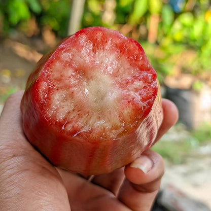 Dalhari Champa Sweet Bell Apple Fruit Plant