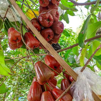 Dalhari Champa Sweet Bell Apple Fruit Plant