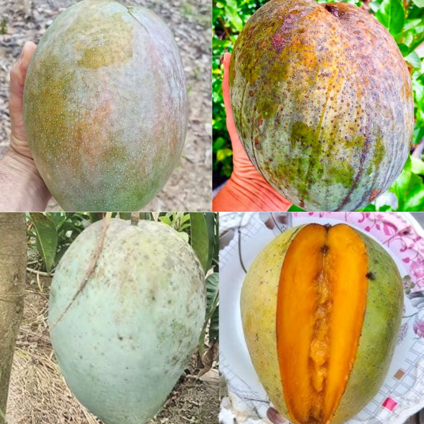 4 Kg Mango Fruit Plant