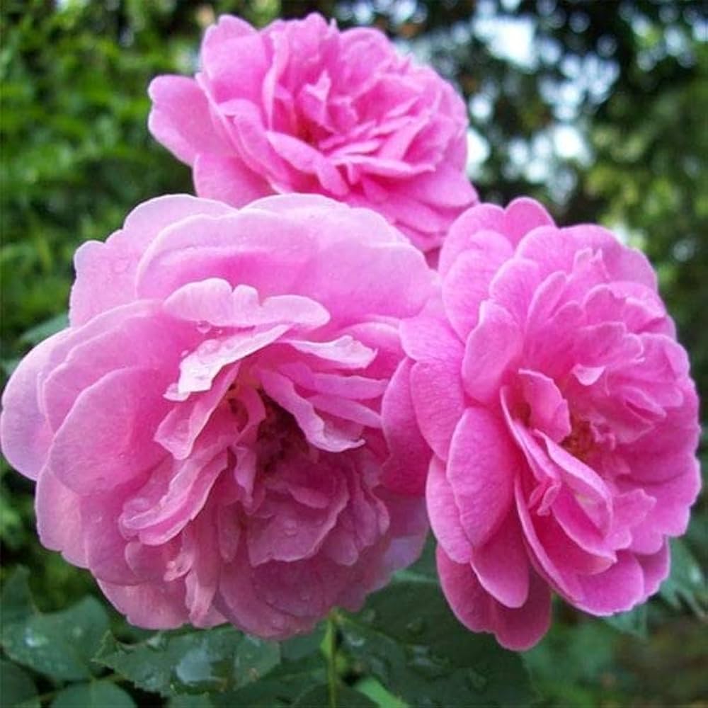 Pink Kashmir Rose Flower Plant