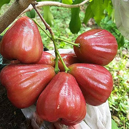 Bali Champa Sweet Bell Apple Fruit Plant