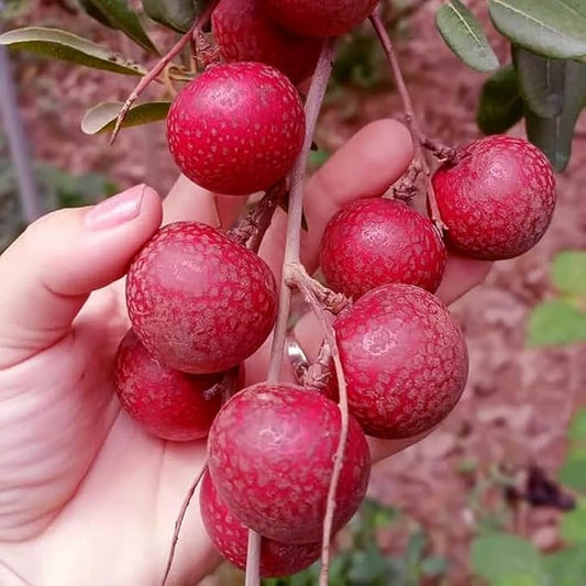 Ruby Longan Fruit Plant