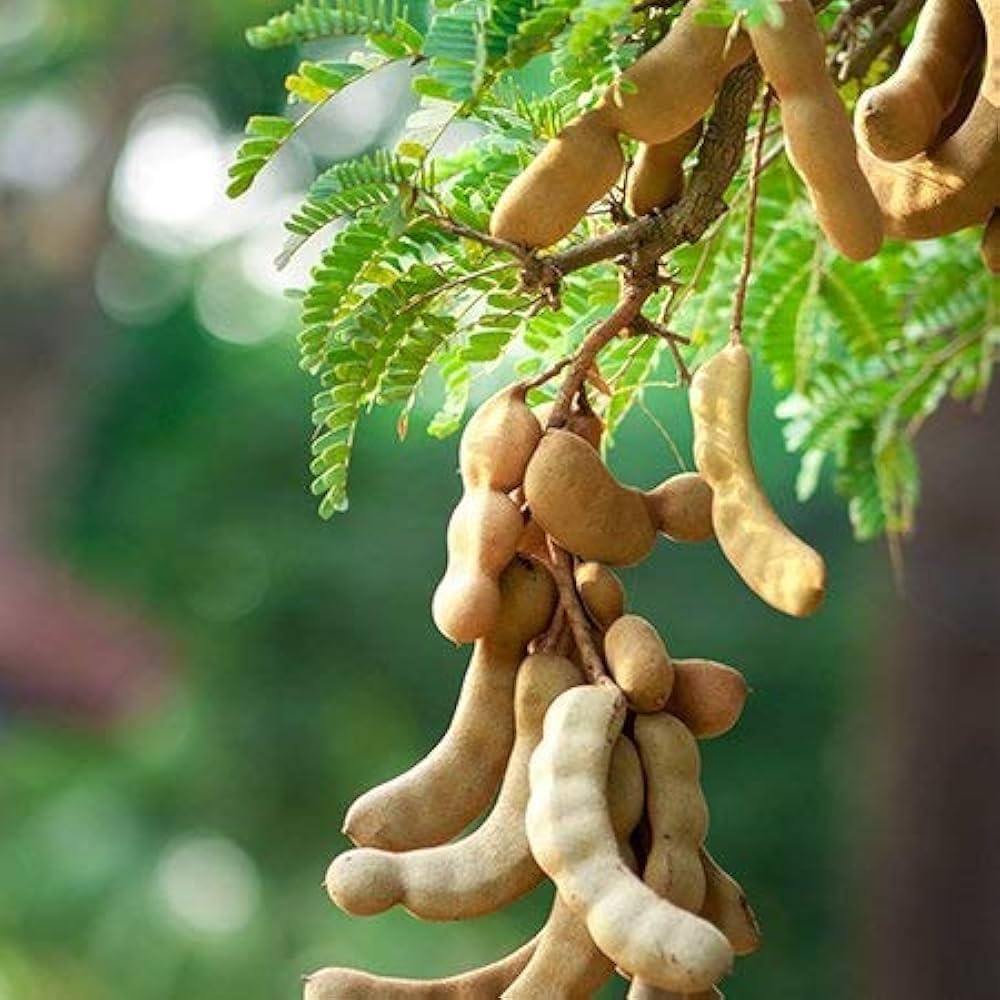 Sweet Tamarind Fruit Plant