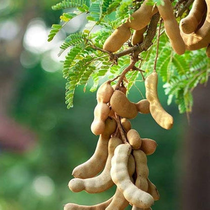 Sweet Tamarind Fruit Plant