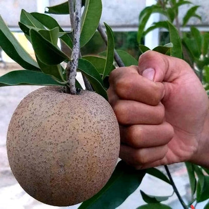 Thai Jumbo King Chiku Sapota Fruit Plant