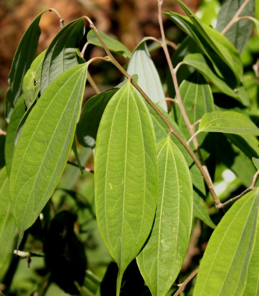 Bay Leaf Tej Patta Spice Plant