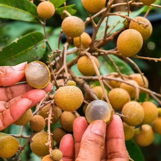 Thai Four Season Longan Fruit Plant