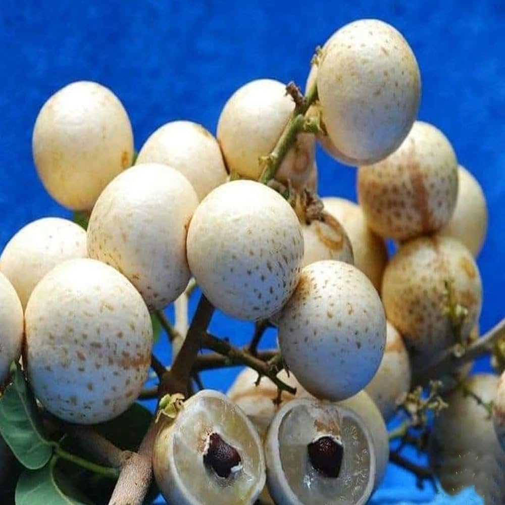 White Longan Fruit Plant