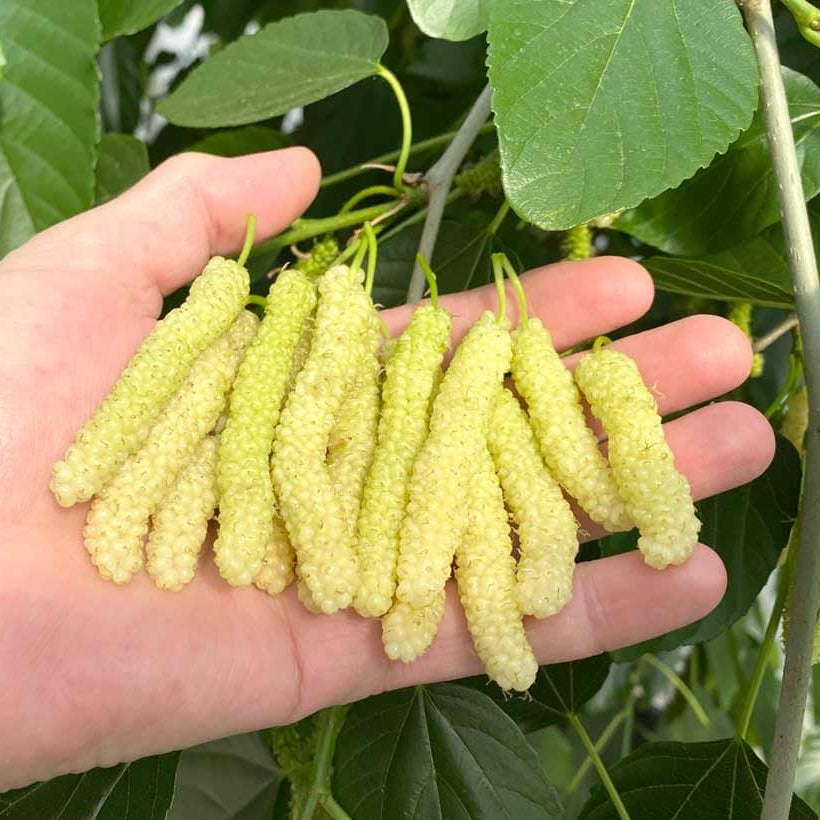 Pakistan Long Mulberry Fruit Plant