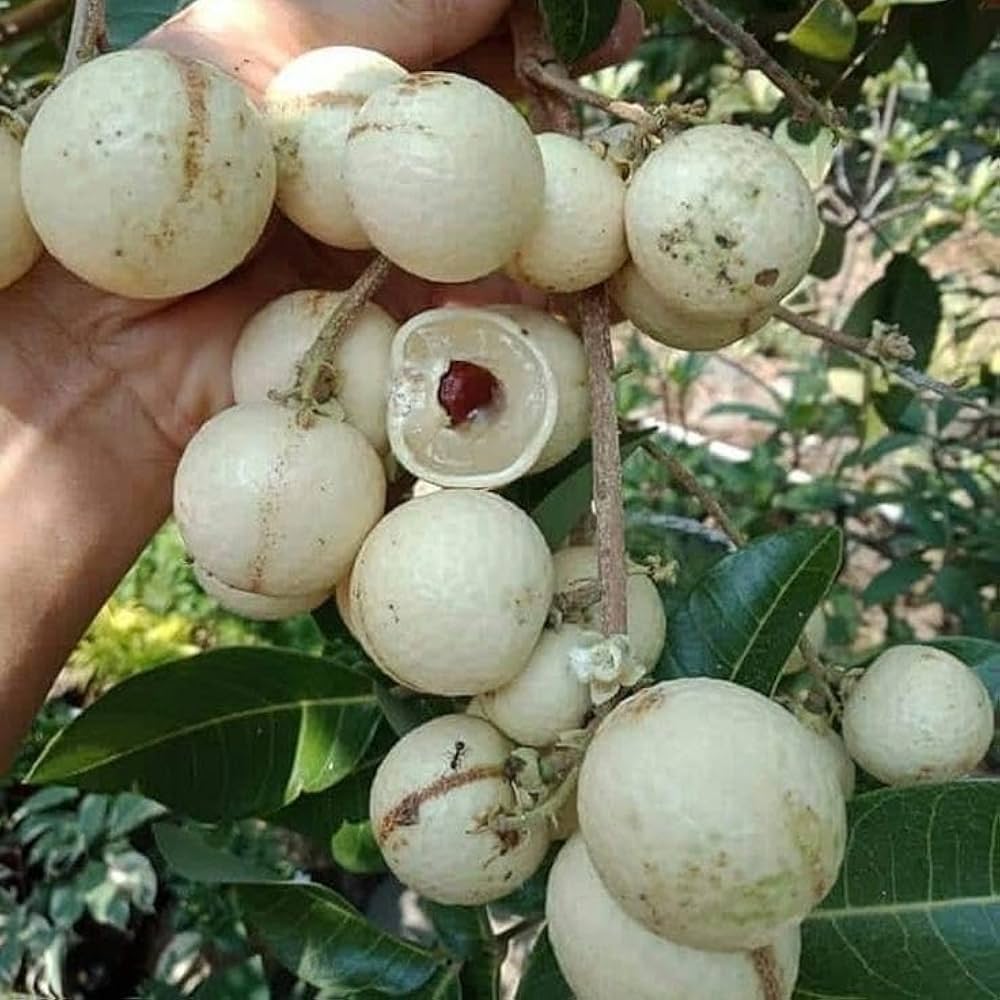 White Longan Fruit Plant