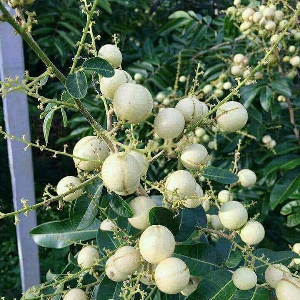 White Longan Fruit Plant